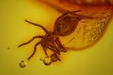 Detailed Fossil Spider (Araneae) in Baltic Amber #128354-2